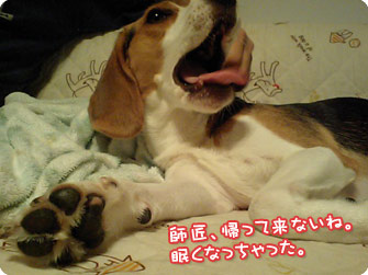 ビーグル犬 きなこ