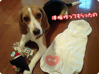 ビーグル犬 きなこ