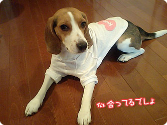ビーグル犬 きなこ