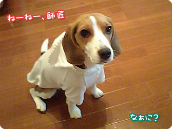 ビーグル犬 きなこ