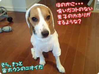 ビーグル犬 きなこ