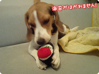 ビーグル犬 きなこ