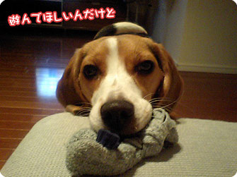 ビーグル犬 きなこ