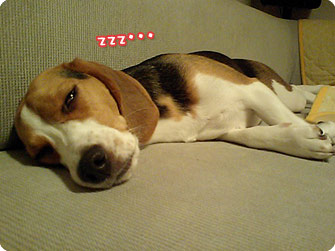 ビーグル犬 きなこ