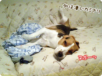 ビーグル犬 きなこ