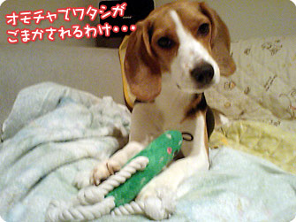 ビーグル犬 きなこ