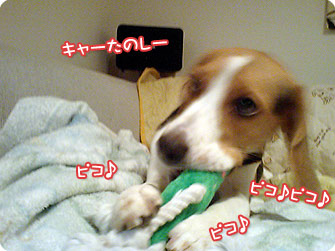 ビーグル犬 きなこ