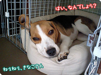 ビーグル犬 きなこ
