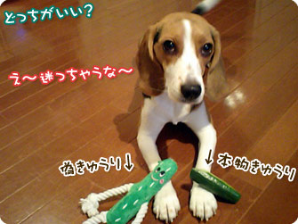 ビーグル犬 きなこ