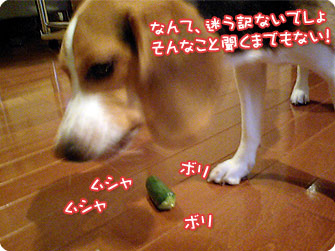 ビーグル犬 きなこ