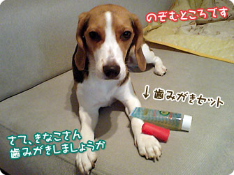 ビーグル犬 きなこ