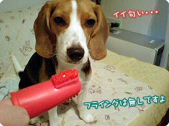 ビーグル犬 きなこ