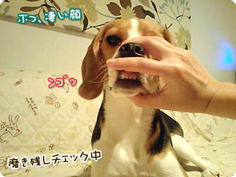 ビーグル犬 きなこ