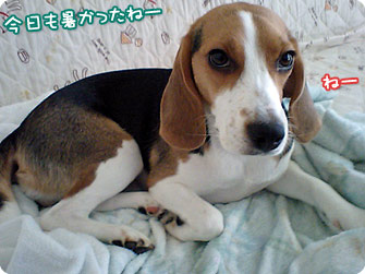 ビーグル犬 きなこ