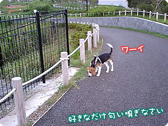 ビーグル犬 きなこ