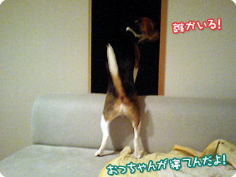 ビーグル犬 きなこ