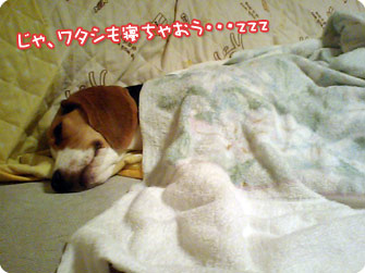 ビーグル犬 きなこ