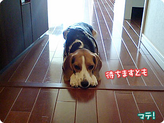 ビーグル犬　きなこ