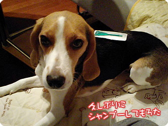 ビーグル犬　きなこ