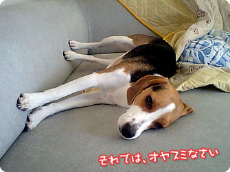 ビーグル犬　きなこ