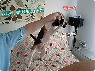 んじゃ、遊びましょうか