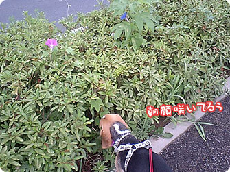 朝顔咲いてるぅ