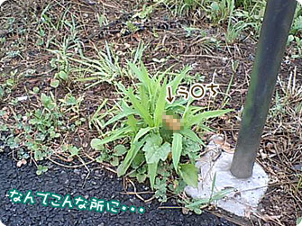 葉っぱの上にウ○チ