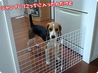 ジャンプしてこっちに入ったんだけど