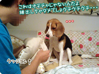 これはオモチャじゃないから綿出しちゃダメ