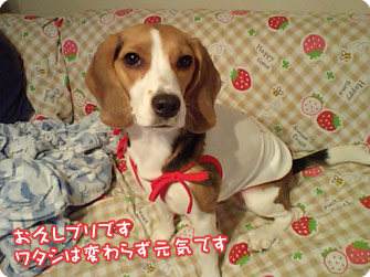 お久しぶりです。ワタシは元気です。