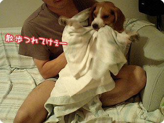 散歩つれてけぇー