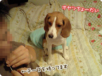 オヤツちょーだい