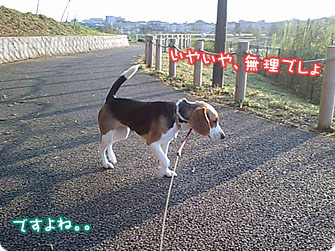 やっぱり無理か。。