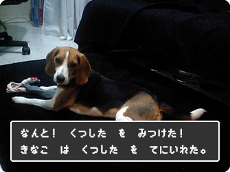 なんと!靴下を見つけた!