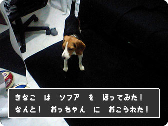 きなこはソファを掘ってみた!なんと!おっちゃんに怒られた!