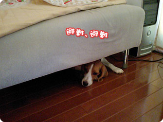 ソファの下に避難