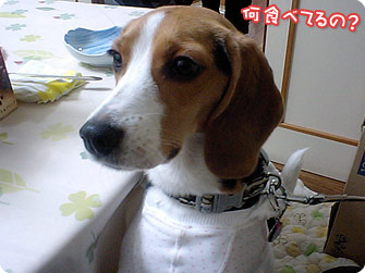 何食べてるの？