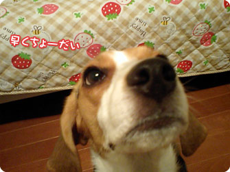 早くちょーだい