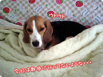今日は散歩に行ってないような・・・