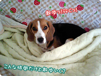 散歩っ！行くっ！