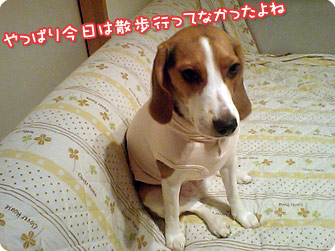 やっぱり今日は散歩行ってなかったよね