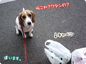 キャベツが気になる「きなこ」さん