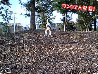 ワンコさん発見!