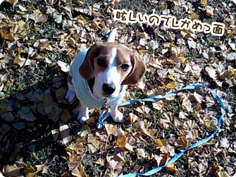 眩しいのでしかめっ面