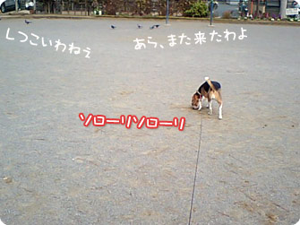 ソローリソローリ