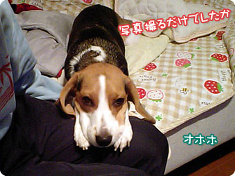 写真撮るだけでしたか