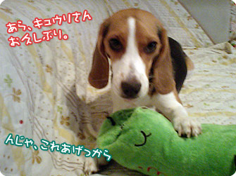 あら、キュウリさんお久しぶり