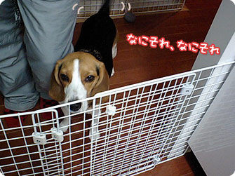 なにそれ、なにそれ