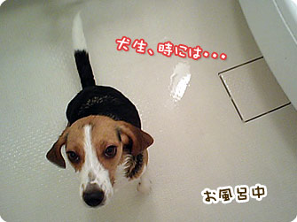 犬生、時には・・・
