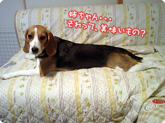 ネェちゃん・・・それって美味いもの?